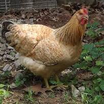 Buff Barred